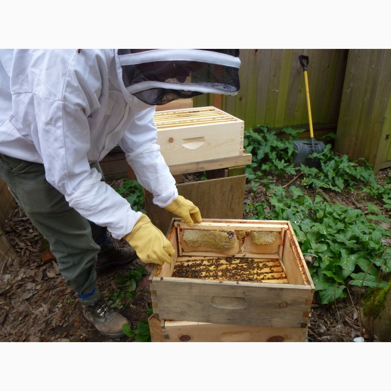 Фото 4. Продам бджолопакети: Карпатка 2020р. Закарпатська обл. рамка: Дадан