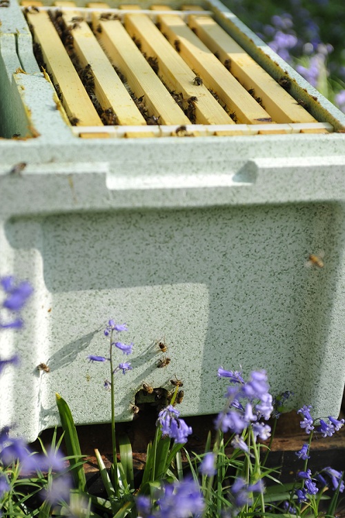 Фото 5. Продам бджолопакети: Карпатка 2020р. Закарпатська обл. рамка: Дадан