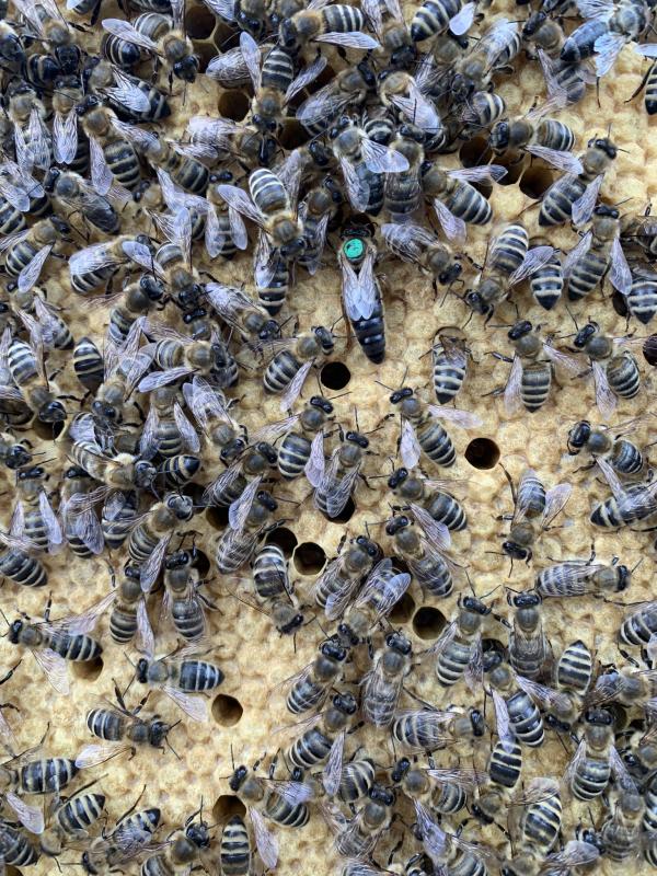 Фото 2. Карпатские плодные меченые пчеломатки (тип Вучковский)