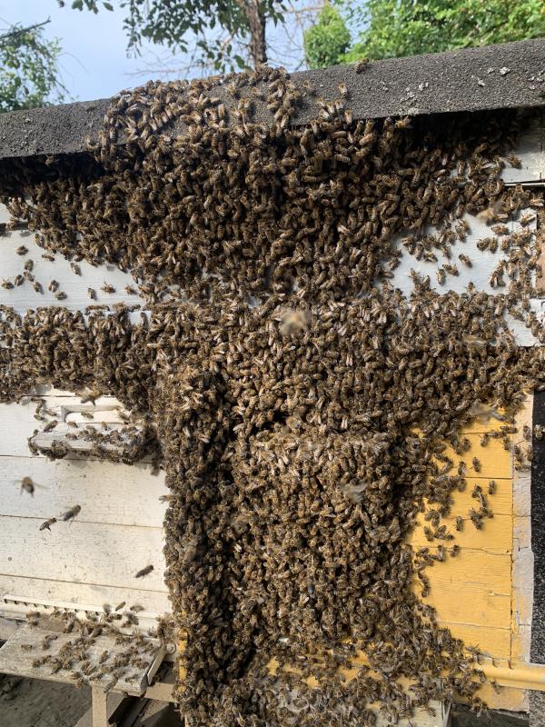 Фото 3. Карпатские плодные меченые пчеломатки (тип Вучковский)