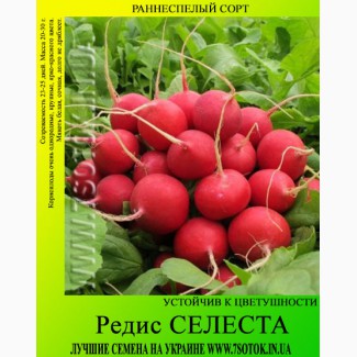 Семена редиса «Селеста», высокая всхожесть