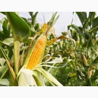 Семена кукурузы ДН Пивиха / п.о