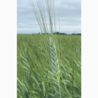 Насіння пшениці ярої, твердої Харківська 39, еліта