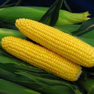 Купляємо кукурудзу, не кондицію від 20 тонн