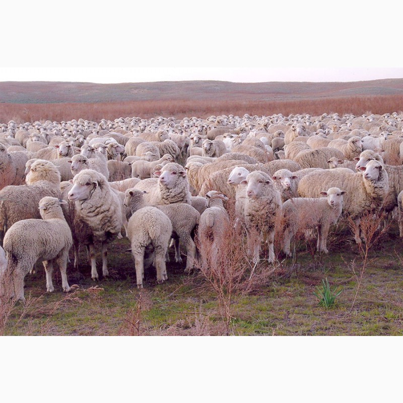 Фото 3. Овцы, на экспорт, Романовские, Меринос
