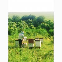 Бджоломатки пчеломатки