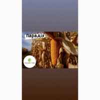 Насіння кукурудзи гібрид ПАРАДІЗ (ФАО 270) (2023 рік), ТМ ВНІС
