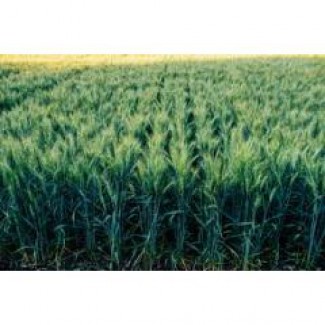 Продам насіння озимої пшениці - Алтіго