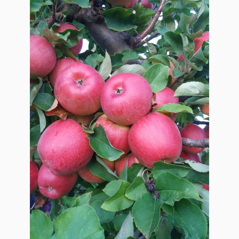 Фото 2. Продам яблука та груші різних сортів високої якості