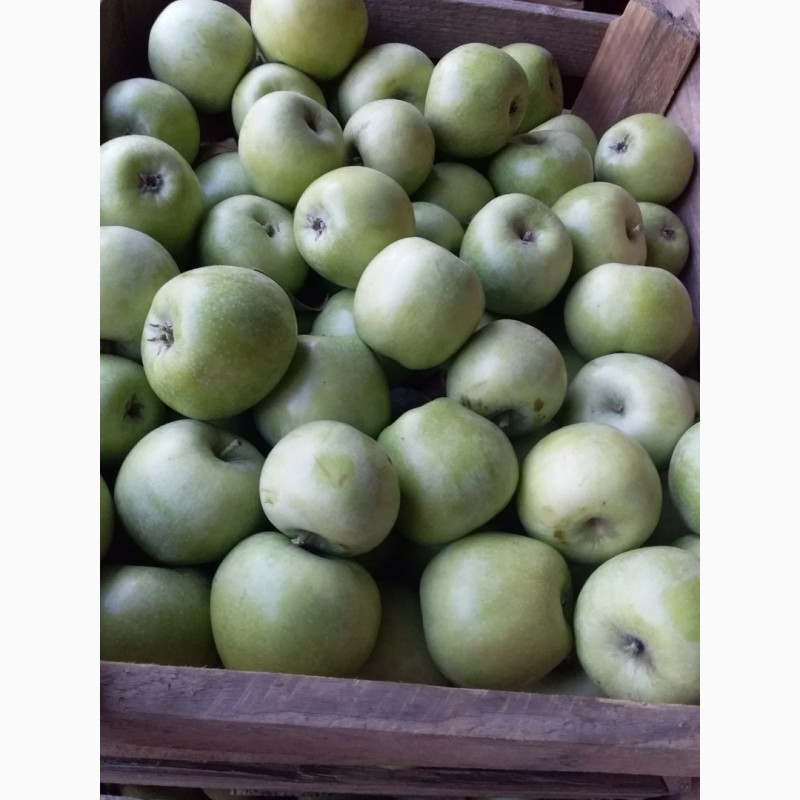 Фото 11. Продам яблука та груші різних сортів високої якості