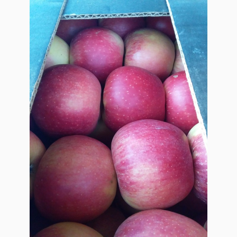 Фото 12. Продам яблука та груші різних сортів високої якості