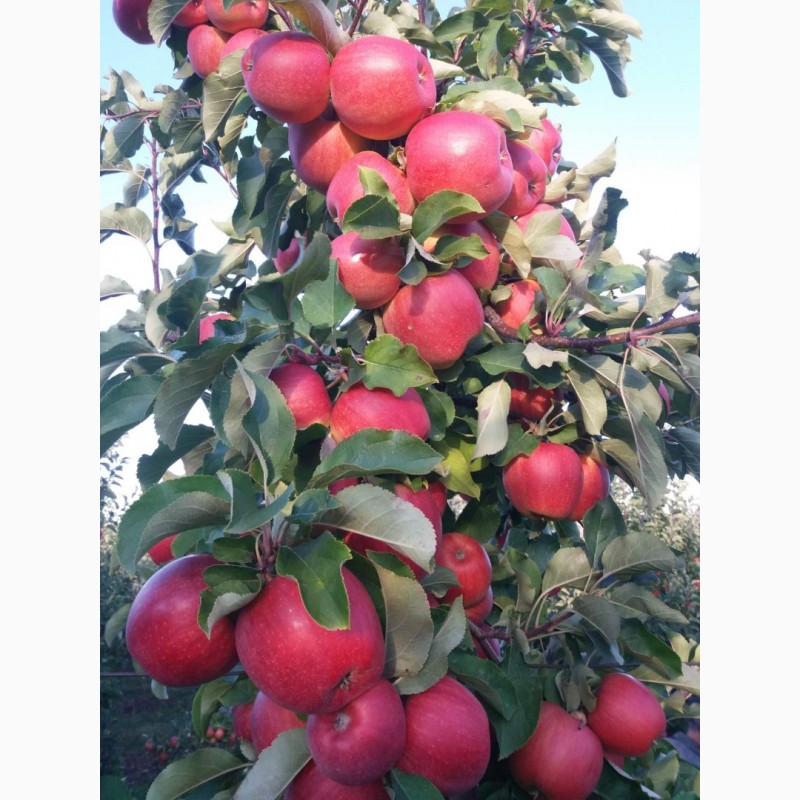 Фото 4. Продам яблука та груші різних сортів високої якості