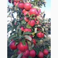 Продам яблука та груші різних сортів високої якості