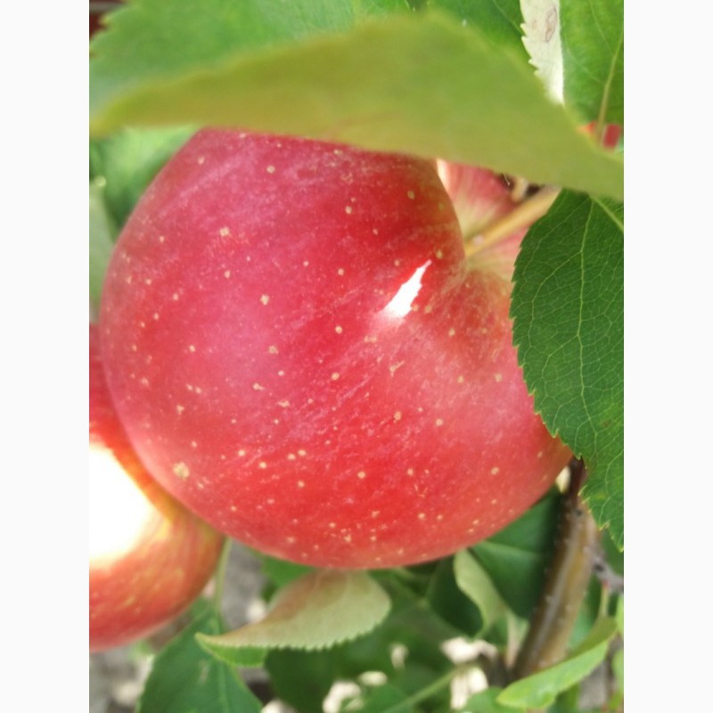 Фото 5. Продам яблука та груші різних сортів високої якості
