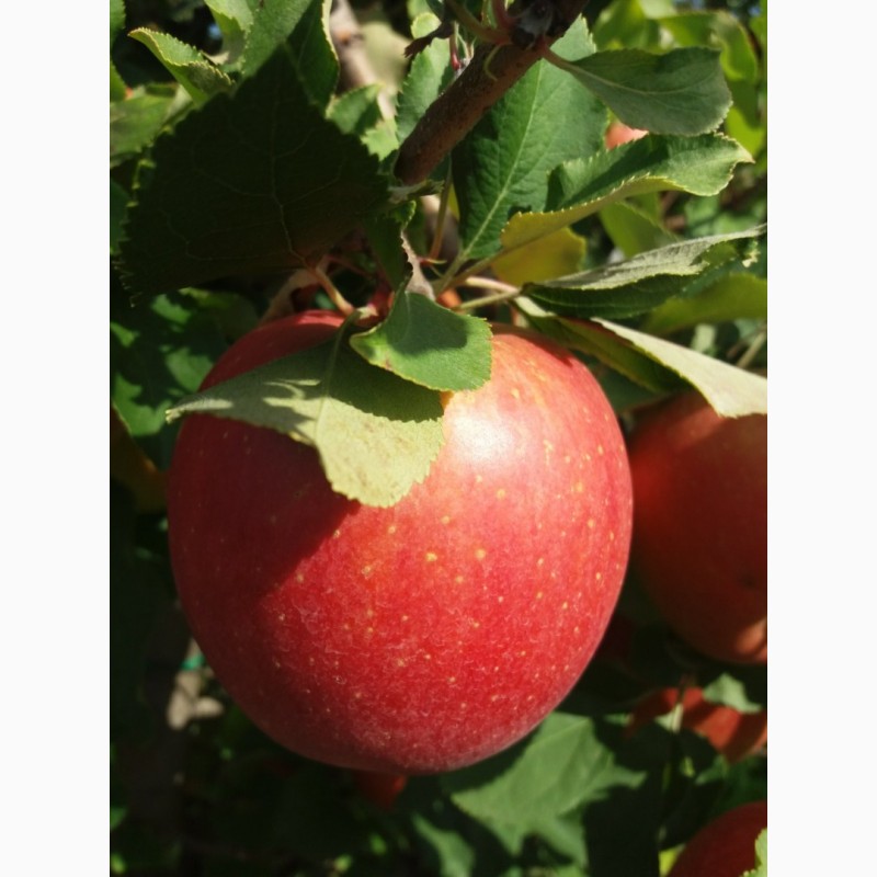 Фото 7. Продам яблука та груші різних сортів високої якості