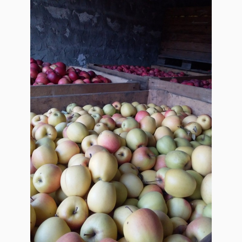 Фото 9. Продам яблука та груші різних сортів високої якості