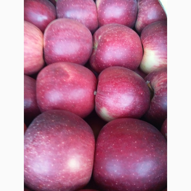Фото 10. Продам яблука та груші різних сортів високої якості