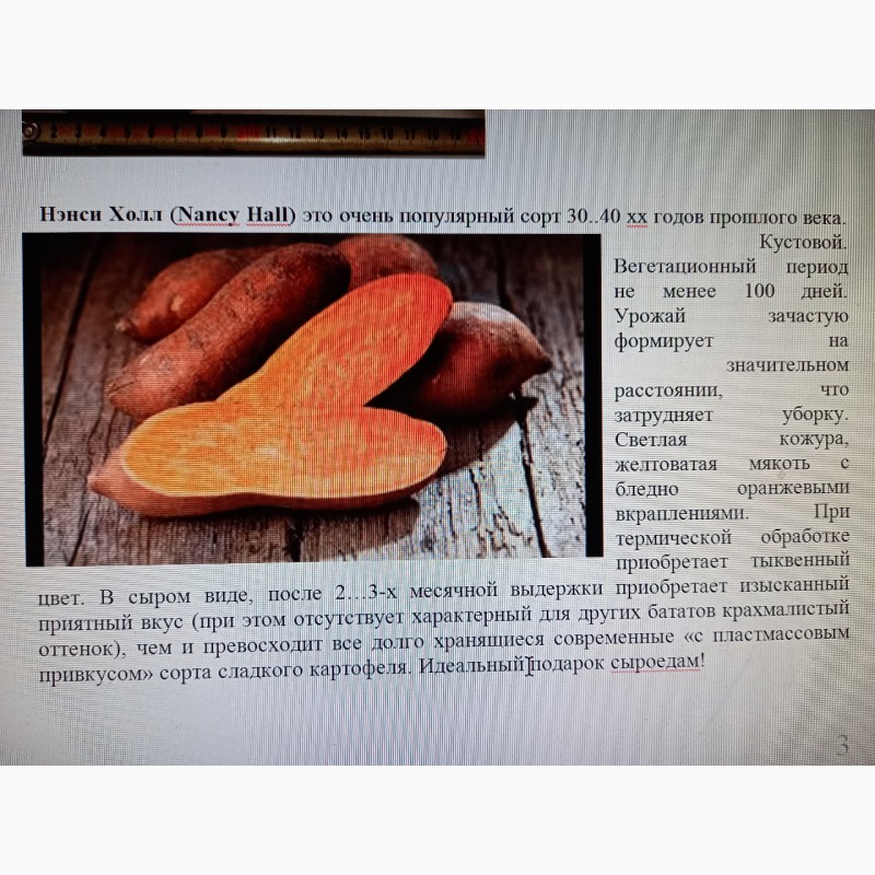 Фото 9. Батат оранжевых сортов рассада и клубни маточные 25 грн