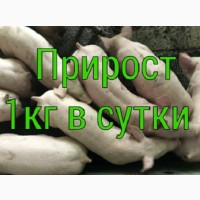 Поросята PIC, DanBred купить со свинокомплекса