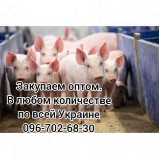 Куплю свиноматку, хряка, выбраковок Украина