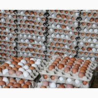 Продам куриное яйцо на экспорт