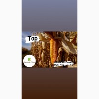 Насіння кукурудзи гібрид Тор (ФАО 280) (2023 рік), ТМ ВНІС