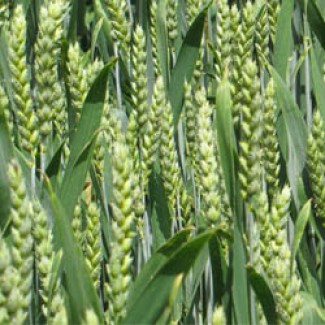 Семена ярой пшеницы: Гренни, Недра, Ранняя, Мироновская, Широкко