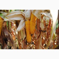 Семена кукурузы ДН Страйд