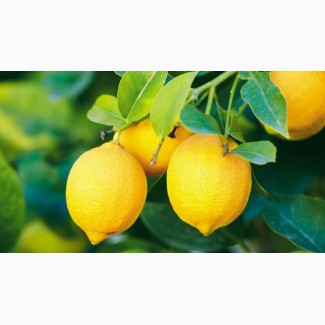 Продажа цитрусовых оптом: лимон