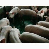 Закуповуємо свиней живою вагою