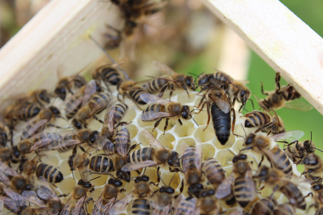 Фото 6. Бджоломатки карпатки - пчеломатки карпатки