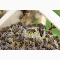 Бджоломатки карпатки - пчеломатки карпатки