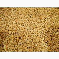 Продам насіння озимої пшениці сорту Квебек -117, 1 Репродукція