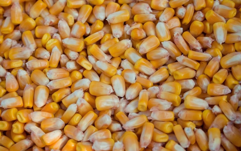 Фото 3. Продам Бразильскую кукурузу от поставщика