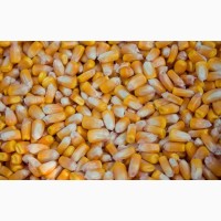 Продам Бразильскую кукурузу от поставщика