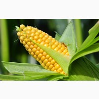 Закупівля кукурудзу самовивіз