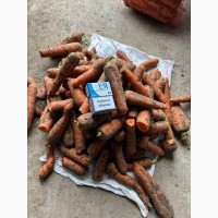 Продаж моркви другого сорту, оптом від 10 тон