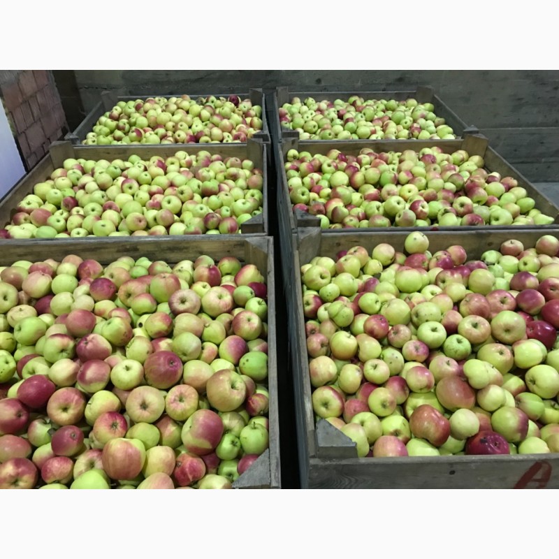 Фото 11. Продам якісне яблоко, з холодильника, оброблені смарт фрешом