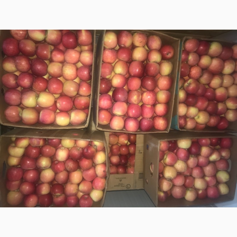 Фото 3. Продам якісне яблоко, з холодильника, оброблені смарт фрешом