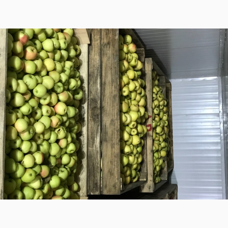 Фото 6. Продам якісне яблоко, з холодильника, оброблені смарт фрешом