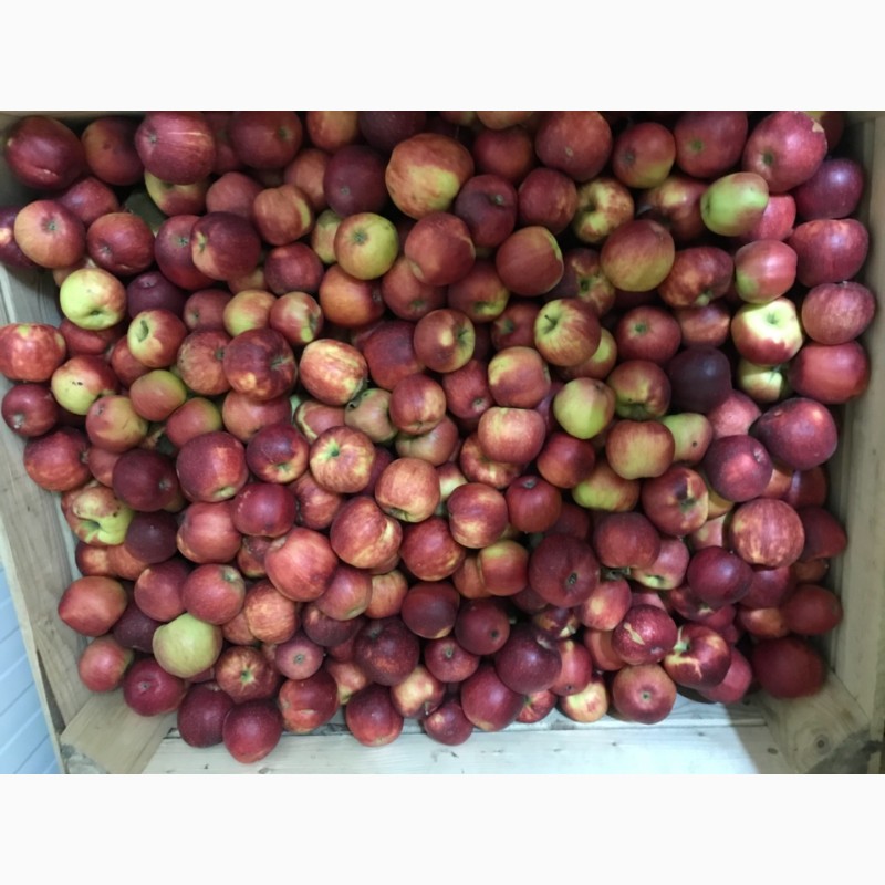 Фото 8. Продам якісне яблоко, з холодильника, оброблені смарт фрешом