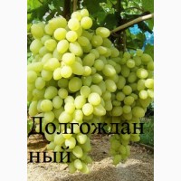 Привитые кишмишевые сорта винограда