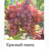 Привитые кишмишевые сорта винограда