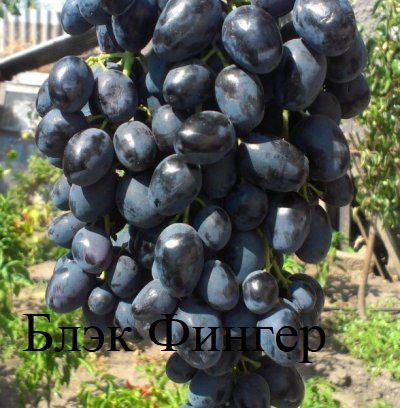 Фото 5. Привитые кишмишевые сорта винограда