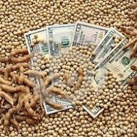 Підприємство на постійній основі закупає СОЮ БЕЗ ГМО