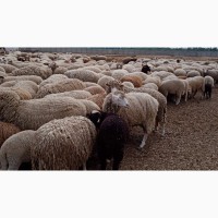 Овцы, бараны