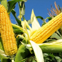 Семена кукурузы Гунор, ФАО 350