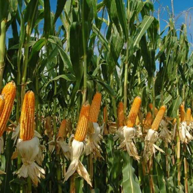 Фото 3. Семена кукурузы Гунор, ФАО 350