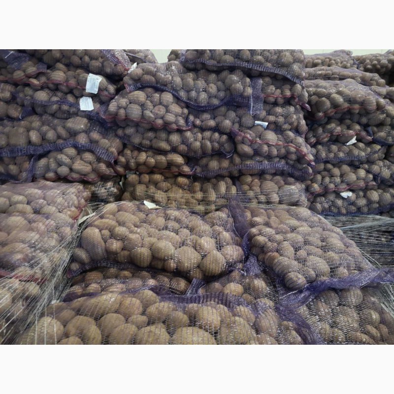 Фото 10. Продам картофель сетевого качества