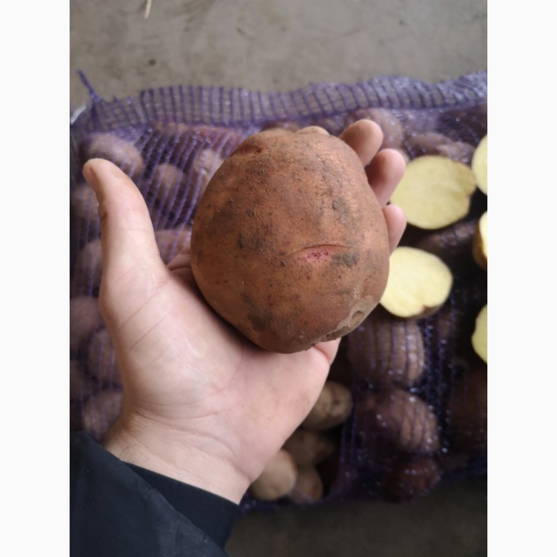 Фото 11. Продам картофель сетевого качества